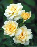 Softee Rose
