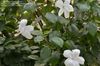 Swan Lake Hibiscus