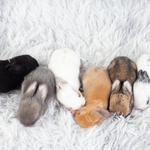 Bunniekins_1-1745710647709.png