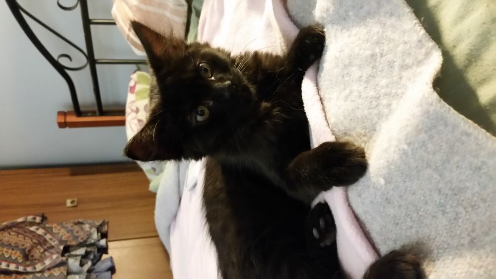JellyCat.jpg
