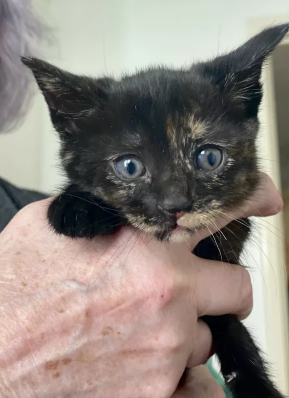 Pepper Puss2